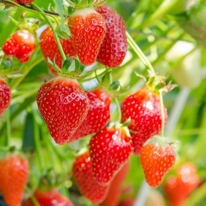 Πακέτο - Καλλιέργεια φράουλες για 120 τ.μ.