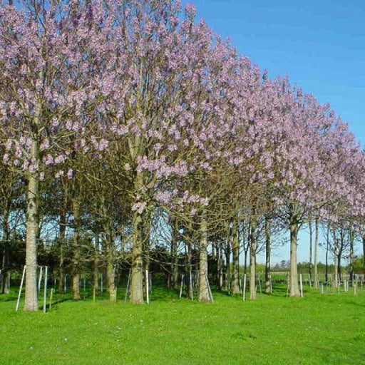 Σετ άρδευσης φυτειών δέντρων Paulownia (Παυλώνια).