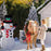 Χριστουγεννιάτικη διακόσμηση, 2 φουσκωτές φιγούρες, ύψος 120 cm και προβολέας λέιζερ