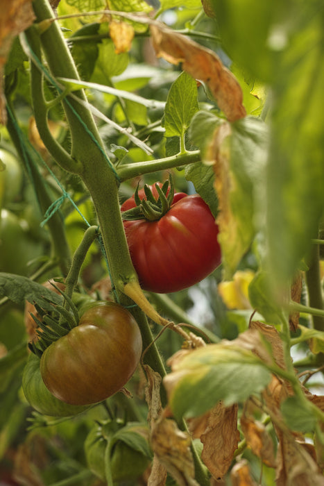 Σύστημα άρδευσης με σωλήνα στάγδην, φύλλο εδαφοκάλυψης και σύνδεσμοι - Πακέτο καλλιέργειας ντομάτας - 500 τμ